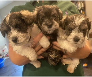 Schnauzer (Miniature) Puppy for sale in PEMBROKE PINES, FL, USA