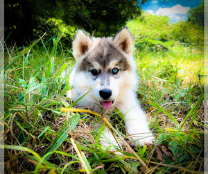 Siberian Husky Puppy for sale in UNION GROVE, AL, USA