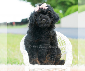 Medium Poodle (Miniature)