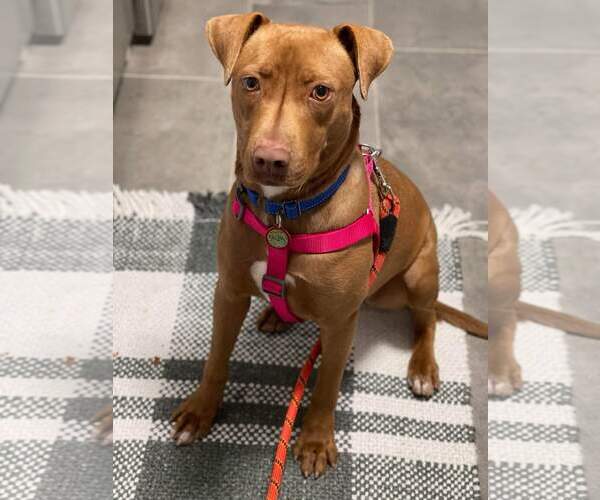 Medium Photo #11 American Pit Bull Terrier-Labrador Retriever Mix Puppy For Sale in Minneapolis, MN, USA