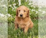 Small Photo #1 Goldendoodle (Miniature) Puppy For Sale in NEW HOLLAND, PA, USA