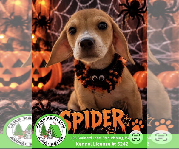 Medium Photo #1 Beagle-Unknown Mix Puppy For Sale in Stroudsburg, PA, USA