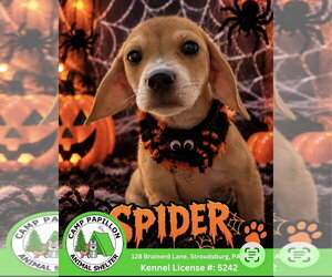 Beagle-Unknown Mix Dogs for adoption in Stroudsburg, PA, USA