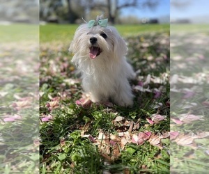 Father of the Maltese puppies born on 08/23/2025