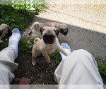 Puppy Skippy Boy Pug
