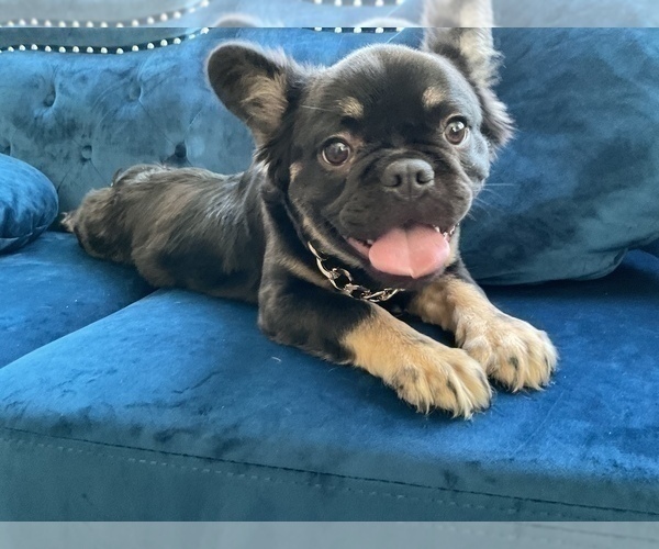 Medium Photo #8 French Bulldog Puppy For Sale in CALABASAS, CA, USA