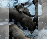 Small Photo #35 Belgian Malinois Puppy For Sale in DENVER, CO, USA