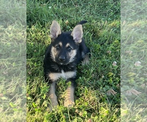 German Shepherd Dog Puppy for sale in OLEAN, NY, USA