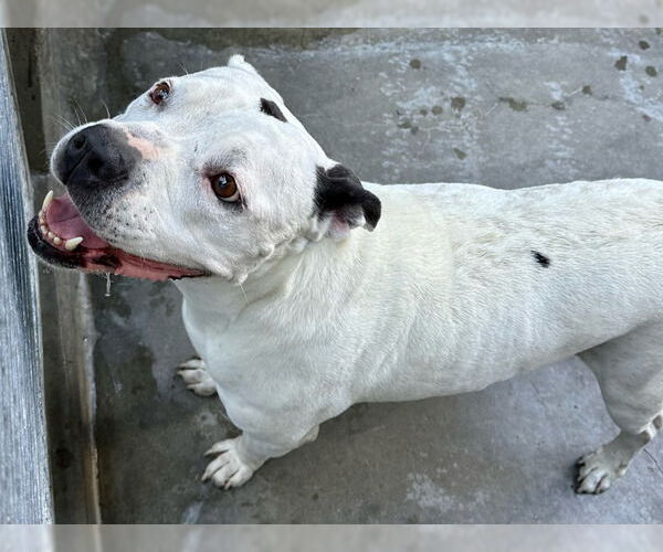 Medium Photo #4 American Staffordshire Terrier Puppy For Sale in Lake Forest, CA, USA