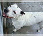 Small #3 American Staffordshire Terrier