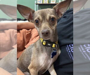 Chihuahua Dogs for adoption in Bellevue, WA, USA