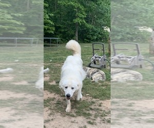 Great Pyrenees Puppy for sale in BUMPASS, VA, USA