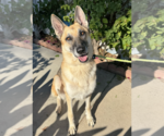 Small #10 German Shepherd Dog Mix