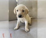 Small Photo #3 Labrador Retriever Puppy For Sale in CHICKAMAUGA, GA, USA