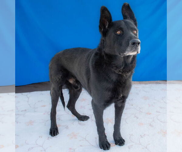 Medium Photo #2 German Shepherd Dog Puppy For Sale in Pasadena, CA, USA