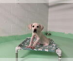 Small #7 Anatolian Shepherd-Labrador Retriever Mix