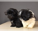 Small Photo #5 Shih Tzu Puppy For Sale in SCOTTSDALE, AZ, USA