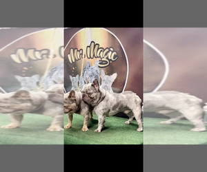 Father of the French Bulldog puppies born on 03/02/2026