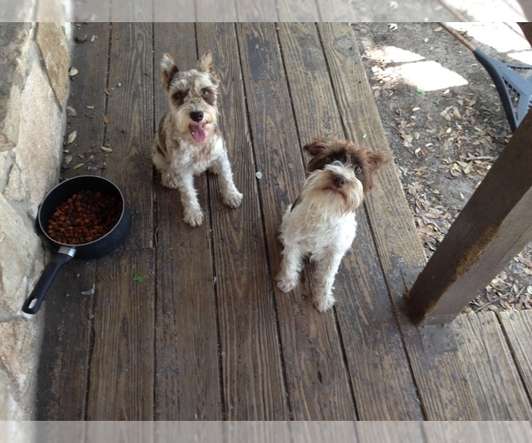 Medium Photo #1 Poodle (Toy)-Schnauzer (Miniature) Mix Puppy For Sale in CYPRESS MILL, TX, USA