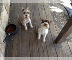 Small Photo #1 Poodle (Toy)-Schnauzer (Miniature) Mix Puppy For Sale in CYPRESS MILL, TX, USA