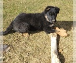 Small Photo #11 German Shepherd Dog Puppy For Sale in DURANGO, CO, USA