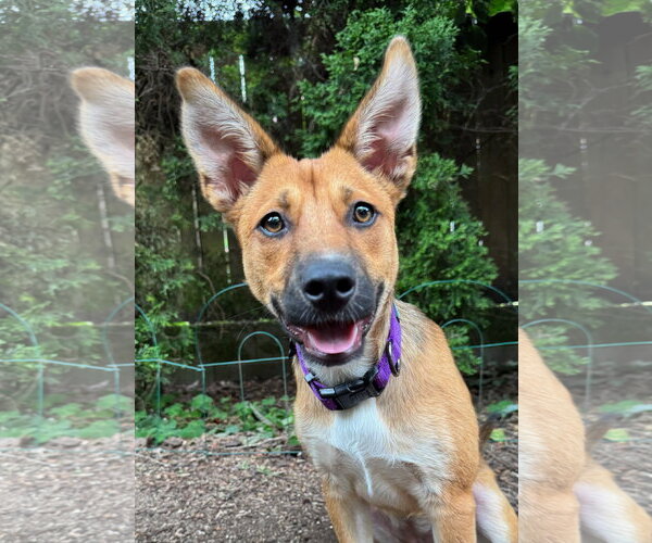 Medium Photo #1 Basenji-Unknown Mix Puppy For Sale in Milwaukie, OR, USA