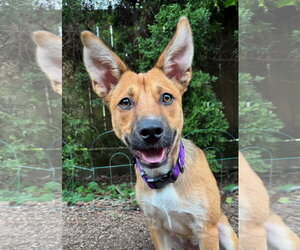 Basenji-Unknown Mix Dogs for adoption in Milwaukie, OR, USA