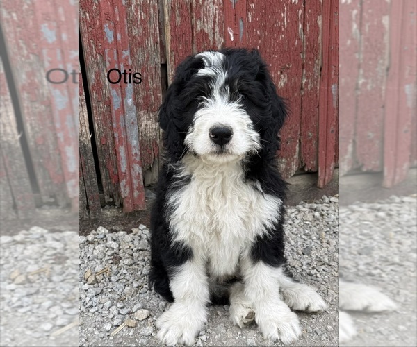 Medium Photo #3 Bernedoodle Puppy For Sale in SIBLEY, IL, USA