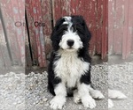 Small #2 Bernedoodle