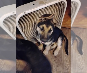 German Shepherd Dog Dogs for adoption in MOUNT VERNON, OH, USA