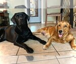 Small #6 Golden Labrador