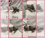 Puppy Dory French Bulldog