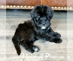 Small Photo #9 Whoodle Puppy For Sale in OVERGAARD, AZ, USA