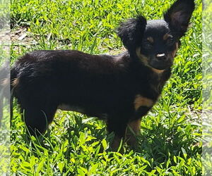Chiweenie Dogs for adoption in Walnutport, PA, USA