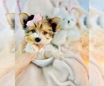 Small Biewer Terrier