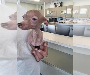 Chihuahua Dogs for adoption in San Antonio, TX, USA