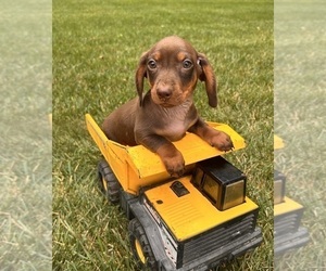 Dachshund Puppy for sale in MIDDLEBURY, IN, USA