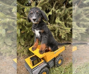 Bernedoodle (Miniature) Puppy for sale in MIDDLEBURY, IN, USA