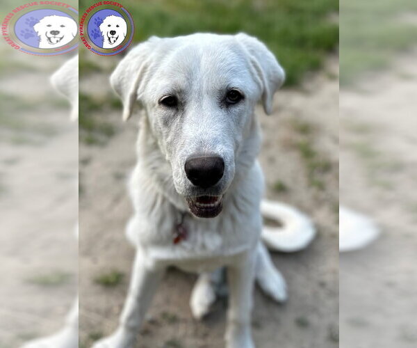 Medium Photo #1 Akbash-Great Pyrenees Mix Puppy For Sale in Spring, TX, USA
