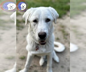 Akbash-Great Pyrenees Mix Dogs for adoption in Spring, TX, USA