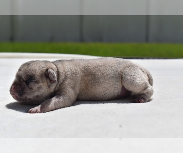 Medium Photo #7 Pug Puppy For Sale in PALM COAST, FL, USA