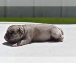 Small #6 Pug
