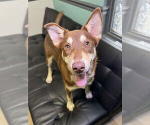 Mutt Dogs for adoption in Canton, CT, USA