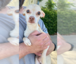 Small #2 Chihuahua Mix