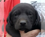 Puppy Puppy 2 Labrador Retriever