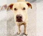 Small #2 Labrador Retriever Mix