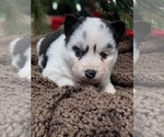 Small Photo #6 Pomsky Puppy For Sale in CENTRALIA, MO, USA