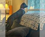 Small #5 Labrador Retriever Mix
