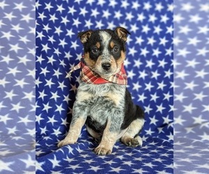 Australian Cattle Dog Puppy for sale in CONESTOGA, PA, USA