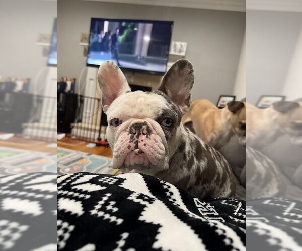 Medium Photo #3 French Bulldog Puppy For Sale in Tenafly, NJ, USA